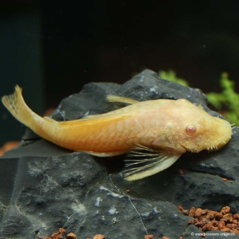 Albino Bristlenose Pleco (L144 Red Eye, Short Fin)
Size: 1” – 2” - Image 2