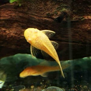 Albino Bristlenose Pleco (L144 Red Eye, Short Fin)
Size: 1” – 2” - Image 3