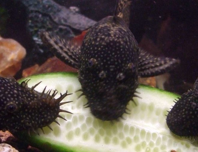 Bristlenose Pleco – Black (L144 Short Fin) Size: 1” – 2” - Image 3