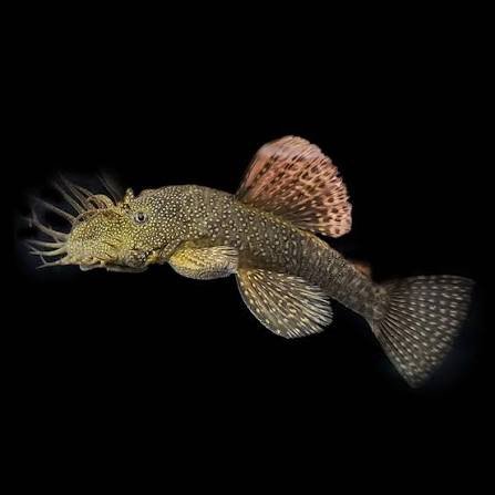 Bristlenose Pleco – Black (L144 Short Fin) Size: 1” – 2” - Image 2