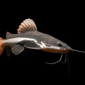 Red Tail Catfish (RTC) 
3.5” Inch