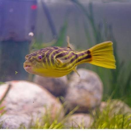 Fahaka Puffer
(Tetraodon lineatus) 1.5”-2” Inch - Image 4