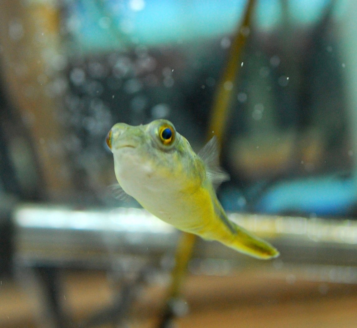 Fahaka Puffer
(Tetraodon lineatus) 1.5”-2” Inch - Image 2