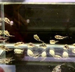 Fahaka Puffer
(Tetraodon lineatus) 1.5”-2” Inch - Image 3