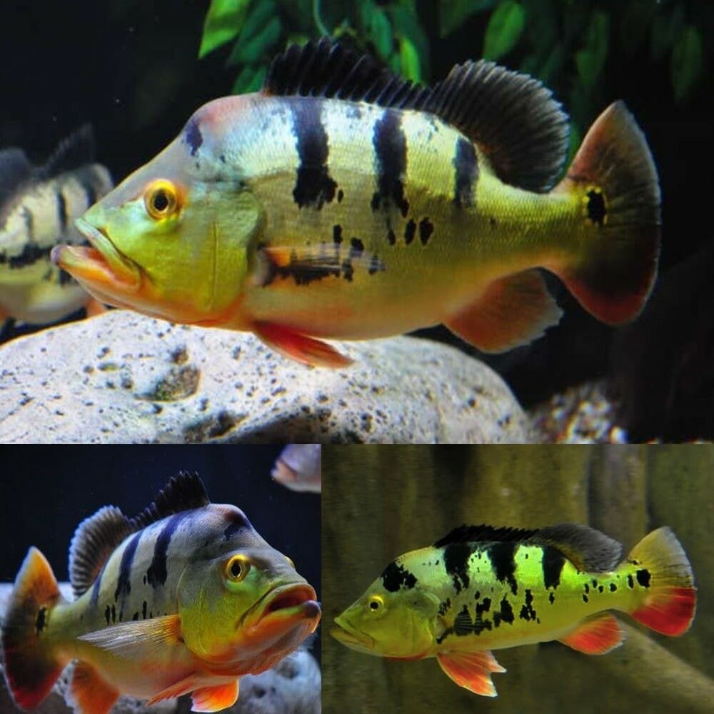 Monoculus Peacock Bass
2.5”-3” Inch
