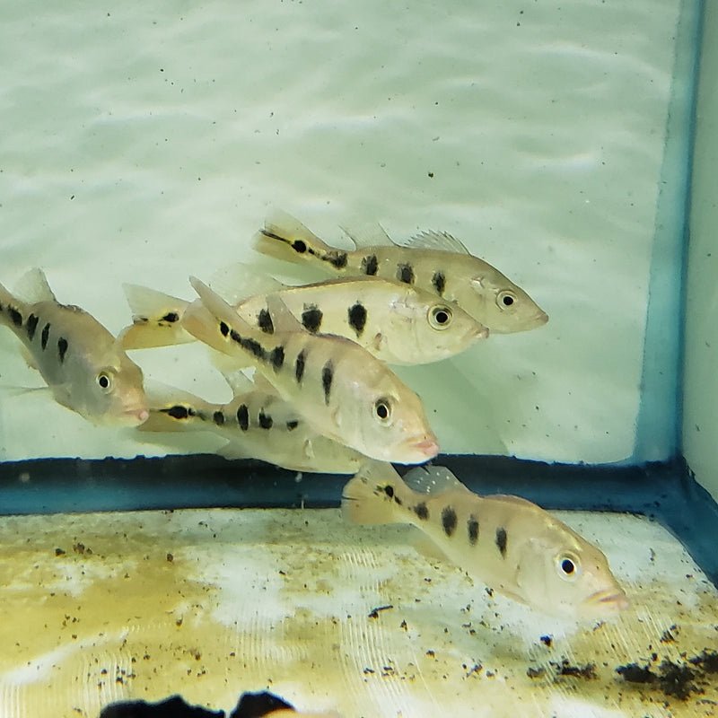 Monoculus Peacock Bass
2.5”-3” Inch - Image 2