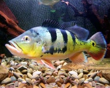 Monoculus Peacock Bass
2.5”-3” Inch - Image 3