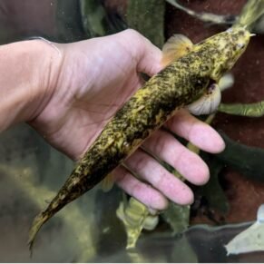 Marble Senegal Bichir (Polypterus senegalus – Marble Variant)
Size: 4” – 5”
Care Level: Easy to Moderate
Temperament: Peaceful but predatory
Diet: Carnivorous