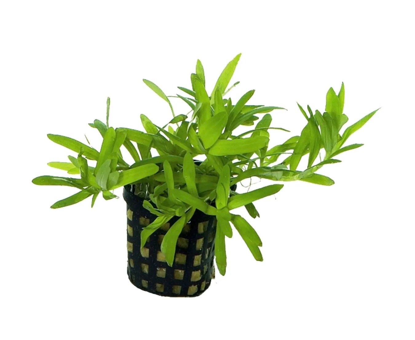 Star Grass - Image 2