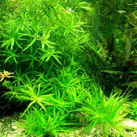 Star Grass - Image 3