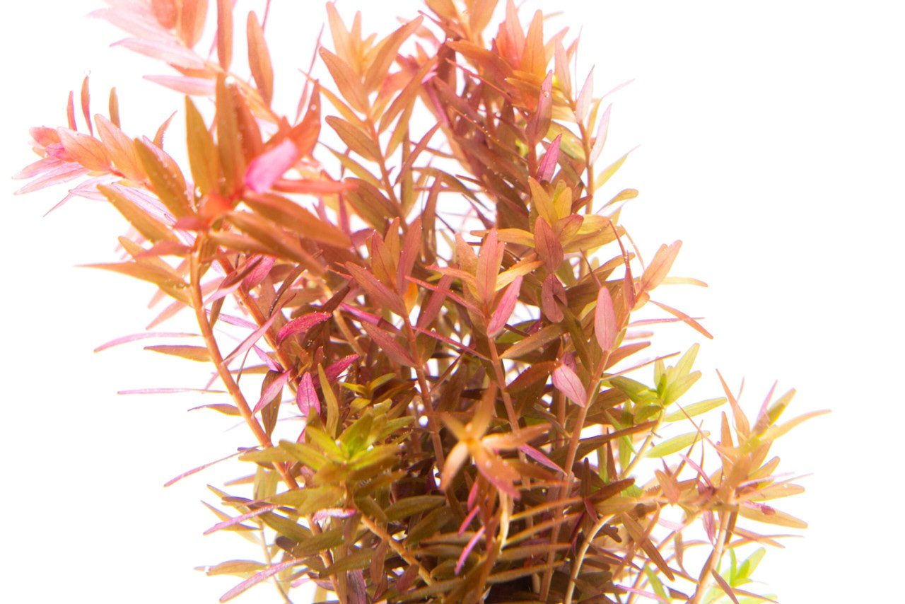 Rotala Rotundifolia ‘Orange Juice’ - Image 3