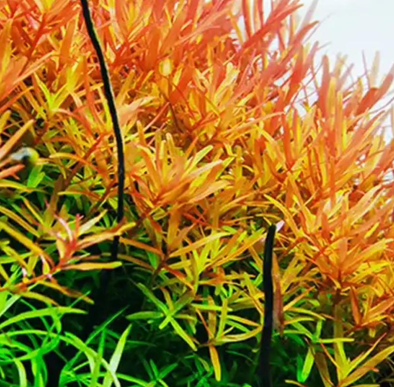 Rotala Rotundifolia ‘Orange Juice’