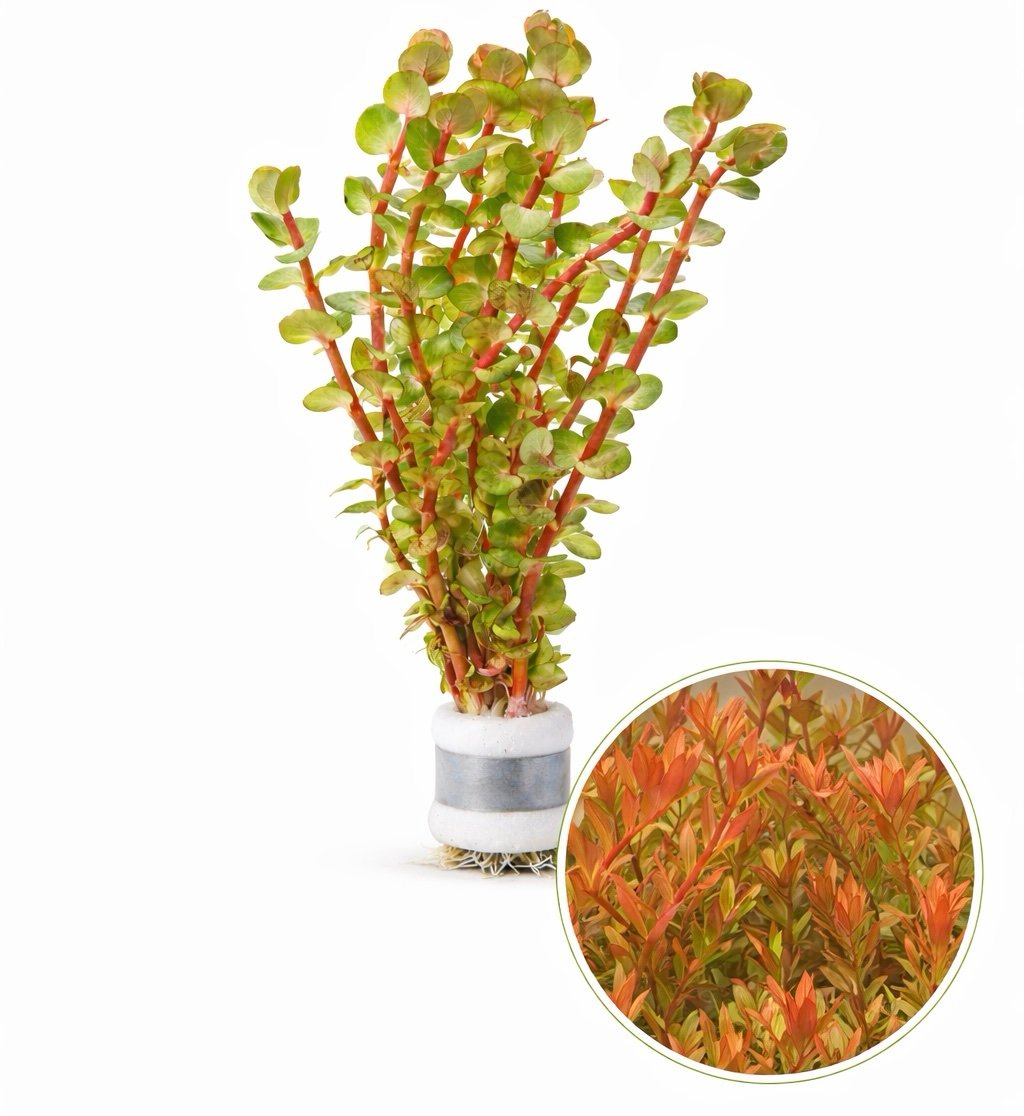 Rotala Rotundifolia ‘Orange Juice’ - Image 2