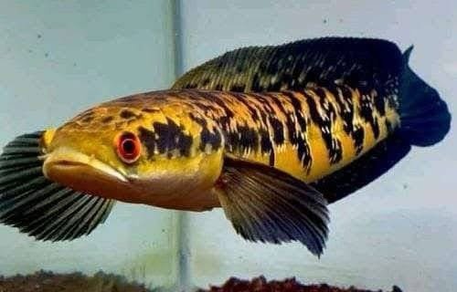 Channa Maru Orange Riau 3.5”-4”Inch - Image 2