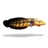 Channa Maru Orange Riau                     3.5”-4”Inch