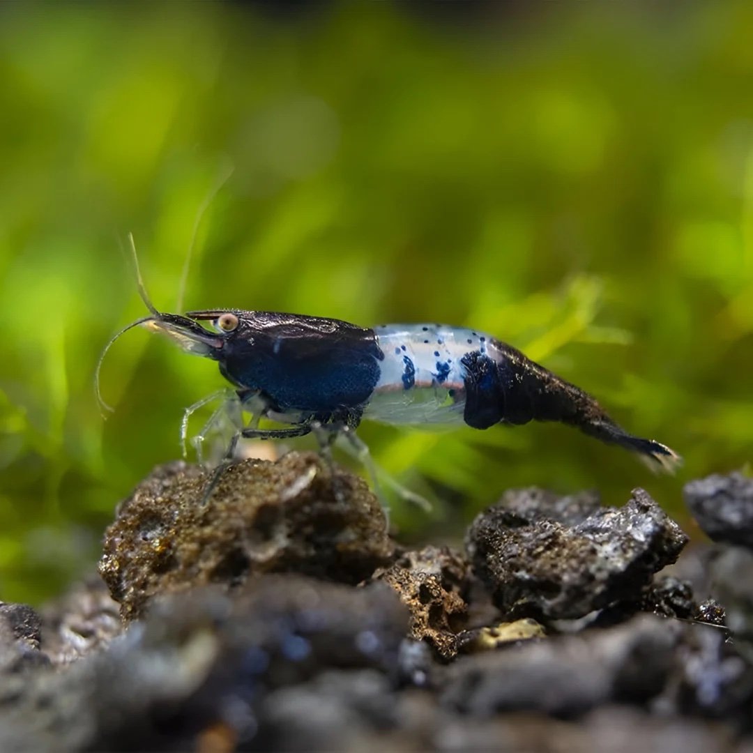 Black Rili Shrimp