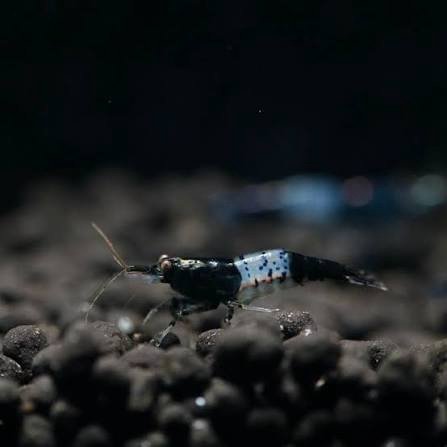 Black Rili Shrimp - Image 2