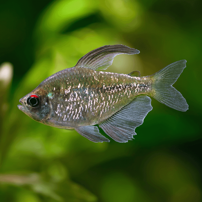 Diamond Tetra
