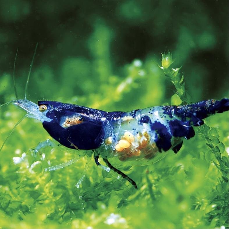 Blue Rili Shrimp