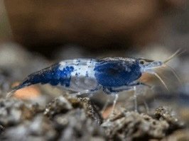 Blue Rili Shrimp - Image 2