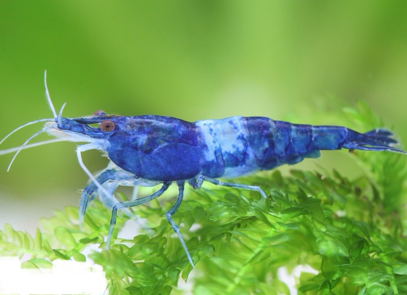 Blue Rili Shrimp - Image 3