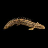 Endlicheri Bichir 2.5”Inch