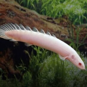 Albino Senegal Bichir 3”-4”Inch