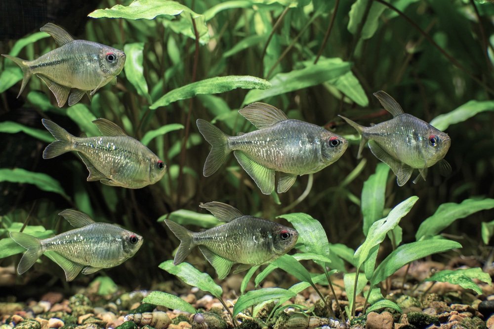 Diamond Tetra - Image 3