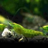 Green Shrimp