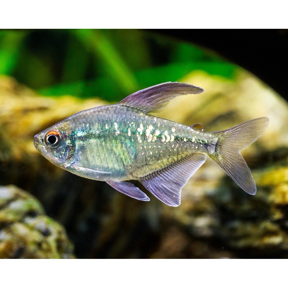 Diamond Tetra - Image 2