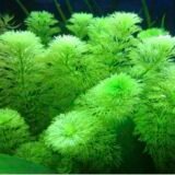 Limnophila sessiliflora (Asian Ambulia)