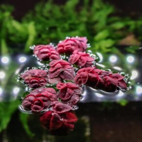 Red Root Floaters (Phyllanthus fluitans)