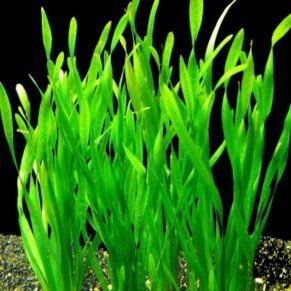 Vallisneria sp. “Asiatica”