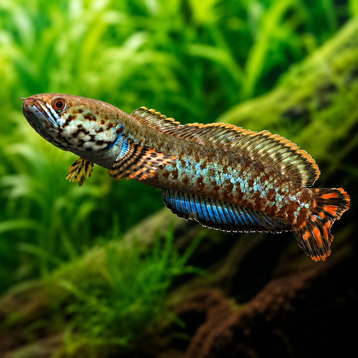 Channa Bleheri (Rainbow Snakehead) 2.5”-3” inches