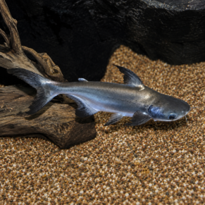 Paroon Shark (Pangasius sanitwongsei)           3” Inches