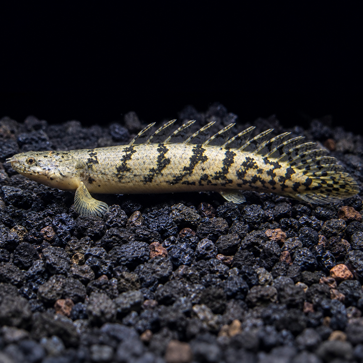 Delhezi Bichir (Polypterus Delhezi) 3.5” Inches - Image 2