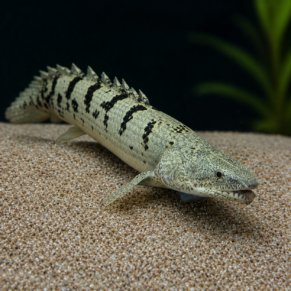 Delhezi Bichir (Polypterus Delhezi)                                                  3.5” Inches