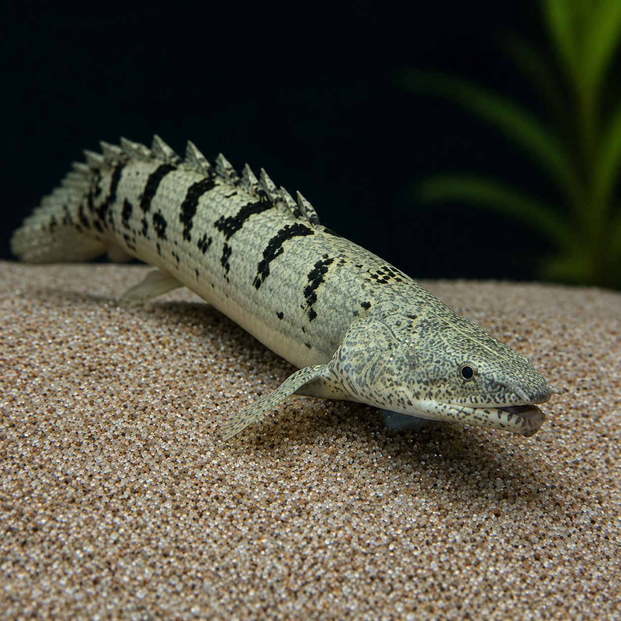 Delhezi Bichir (Polypterus Delhezi) 3.5” Inches