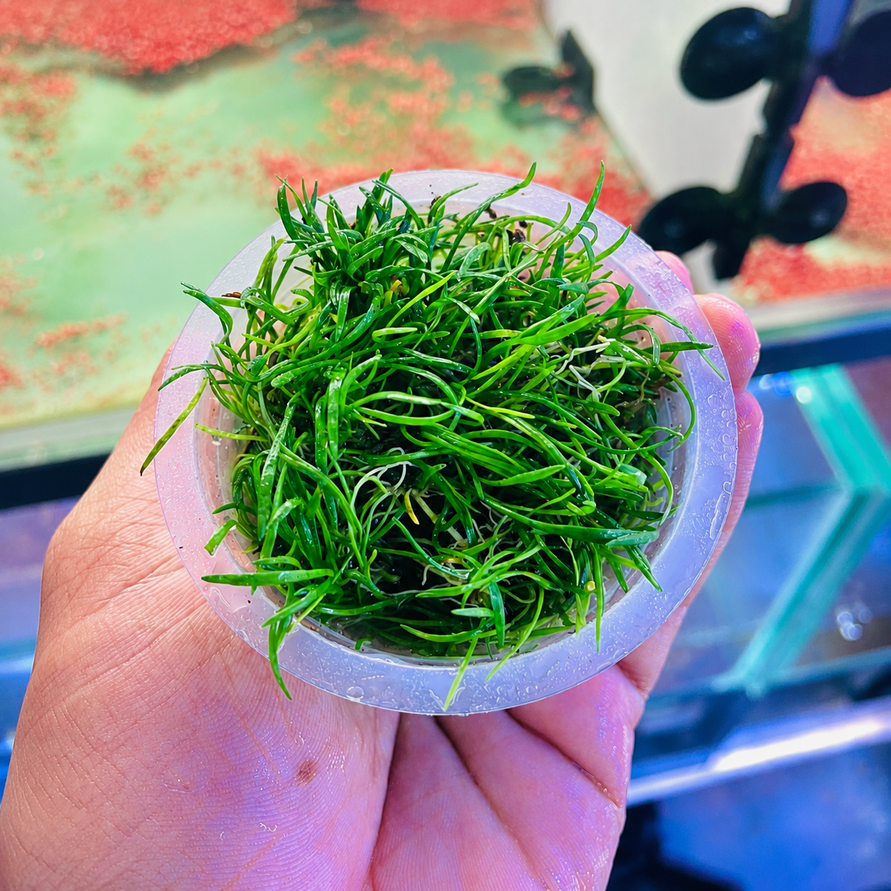 Lilaeopsis brasiliensis (New Zealand Grass) - Image 2