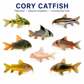 Corydoras