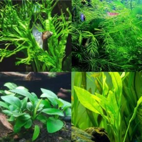 Low Tech Plants