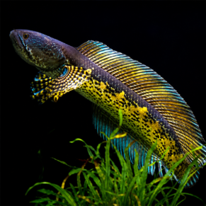 Golden Cobra                                            (Channa Aurantimaculata) 4”-4.5”inches