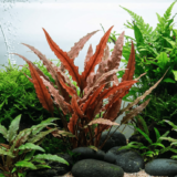 Cryptocoryne Undulata