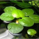 Amazon Frogbit