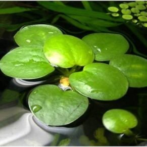 Amazon Frogbit
