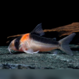 Duplicate Corydoras Catfish
