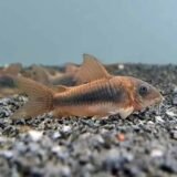 Bronze Corydoras Catfish