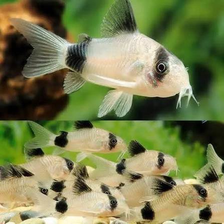Panda Corydoras Catfish - Image 2