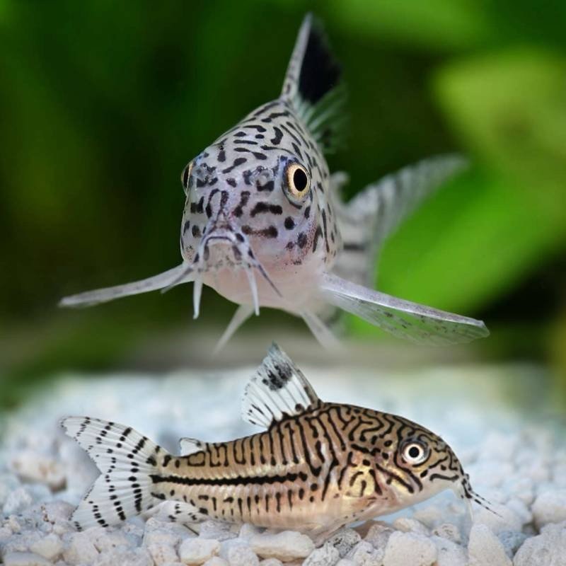Three Line Corydoras Catfish - Image 2