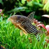 Sterbai Corydoras Catfish